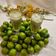 کوک اسنپ نیره اعظم زنجانی بعد از امتحان کردن نوشیدنی گوجه سبز و گلپر😍🤤🤩Green plum and angelica drink.