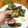 Cooksnap dari Sukma_Cuisine untuk resep Ayam Goreng Pandan