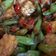Cooksnap dari Mario Kristiawan untuk resep #6 Oseng Tempe Buncis