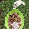 Cooksnap dari Ragil Bundaisberry untuk resep 151. Semur hati ampela ayam dan kentang