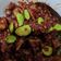 Cooksnap dari Suyanti Marlia untuk resep Sambal Cumi Asin Dan Pete