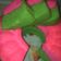 Cooksnap dari Jolie Joely untuk resep rainbow cake kukus ny.liem