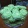 Cooksnap dari dewi untuk resep Sagu Keju Pandan