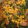 Cooksnap dari Dewi Rieka untuk resep 635. Tumis Bayam Bawang Putih