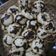El cooksnap de Karen Sepulveda cuando hizo Galletitas de manga.