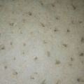 El cooksnap de Jors Leon cuando hizo Arroz blanco, simple.