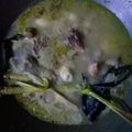Cooksnap dari oki pambudi untuk resep Opor ayam kilat