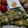 Cooksnap dari Titin Gisa untuk resep Omelet Daun Katuk