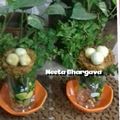NEETA BHARGAVA 's cooksnap of when they made KEBABSNEST paneer eggs.