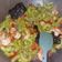 Cooksnap dari aisyah untuk resep Tumis Pare Udang (Anti Pahit)