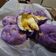 Cooksnap dari Reen untuk resep Korean sweet potato bread