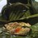 Cooksnap dari shasa hanamisha untuk resep Botok tempe lamtoro