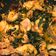 Cooksnap dari ibu citra untuk resep Ayam Woku #SeninSemangat