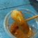 Cooksnap dari Mamduhah untuk resep Tteokbokki ala" drama korea