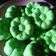 Cooksnap dari Ajeng.wijaya untuk resep Bolu Pandan Kukus (No Mixer, No Timbangan)