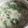 Cooksnap dari Anneke untuk resep Sayur Bobor Bayam