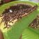 Cooksnap dari Novita Inar untuk resep Chiffon Pandan Tepung Beras #pr_olahantepungberas