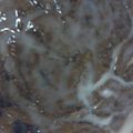 rita.pospishil's cooksnap of when they made Cinnamon Roll Cake.