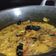 Cooksnap dari Hening Prahesti untuk resep Tongseng Kambing