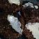 El cooksnap de Anita Alcaraz cuando hizo Hamburguesas de poroto - vegana.