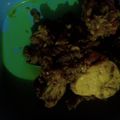 Cooksnap dari Qonita Dewi untuk resep Ayam goreng bumbu kunyit
