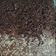 Cooksnap dari Marlia untuk resep Brownies Panggang Shiny Crust, mudah dan enak