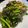 咩咩戴 的 沙茶小松菜牛肉 cooksnap