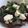 Hiroko Liston's cooksnap of when they made Cool Beets.