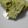 El cooksnap de lolidfg cuando hizo Pastel de brócoli y patata.