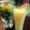 Brenda M. Castillo 's cooksnap of when they made Mango Papaya Smoothie.