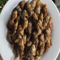 Cooksnap dari Yani Handayani untuk resep Ikan Mas Balita Goreng