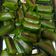 Cooksnap dari Ade Maryam untuk resep Lemper isi abon