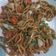 Cooksnap dari Ali Vivi untuk resep Mie Goreng Keriting Enak