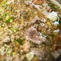 Cooksnap dari Sarah untuk resep Coto Makassar