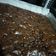 Cooksnap dari Maya Pinontoan untuk resep Brownies panggang shiny crust