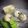 ayndrila dutta's cooksnap of when they made Vanilla icecream.