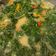 Cooksnap dari Niki untuk resep Gulai Daun Kale