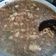 Cooksnap dari Ina Kurniawati Soetadji untuk resep Rawon Daging Sapi khas Jawa Timur