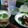 Cooksnap dari Ramto untuk resep SAMBEL POKAK (TAKOKAK, CEPOKAK, RIMBANG)