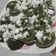 Cooksnap dari Penny Kenari untuk resep Kue Lumpang