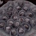 El cooksnap de Sandra Liliana Oyola Mori cuando hizo Trufas de chocolate.