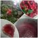 El cooksnap de Carmen Crende cuando hizo Mermelada de frambuesa de la manera tradicional.