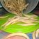 Cooksnap dari SALSHA untuk resep Gabus keju