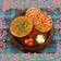 Riddhi Dholakia's cooksnap of when they made ખોબા રોટી વિથ પંચમેલ દાળ (Khoba Roti With Panchmel Dal Recipe in.