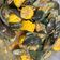 Cooksnap dari sufildzah atiqah untuk resep Kerang Hijau Saus Padang