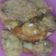 Cooksnap dari Nana Lie untuk resep Ayam kentucky simple