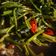 Cooksnap dari Beby Rosvarini untuk resep Cah Kangkung Ala Restoran