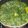 Cooksnap dari Rizska Indriani Safitri untuk resep Gulai daun Singkong