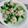 林貞伶 的 青花菜炒蝦仁 cooksnap
