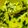Juhi Prakash Sewani 's cooksnap of when they made Chana Dal Dhokla.